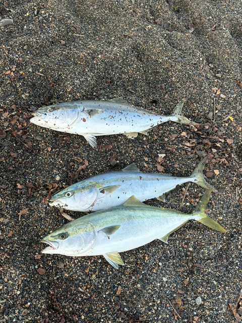 【画像】ルアー釣り始めて2ヶ月やけど大物釣れた！ | 【画像】ルアー釣り始めて2ヶ月やけど大物釣れた！ | 【画像】ルアー釣り始めて2ヶ月やけど大物釣れた！ | 【画像】ルアー釣り始めて2ヶ月やけど大物釣れた！ | 【画像】ルアー釣り始めて2ヶ月やけど大物釣れた！ | 【画像】ルアー釣り始めて2ヶ月やけど大物釣れた！ | やっちまった速報(画像05010426559813_6)