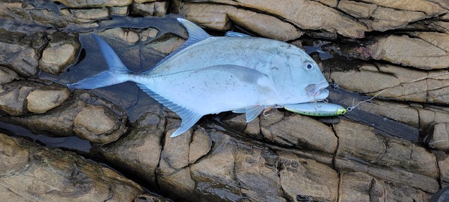 【画像】ルアー釣り始めて2ヶ月やけど大物釣れた！ | 【画像】ルアー釣り始めて2ヶ月やけど大物釣れた！ | 【画像】ルアー釣り始めて2ヶ月やけど大物釣れた！ | 【画像】ルアー釣り始めて2ヶ月やけど大物釣れた！ | 【画像】ルアー釣り始めて2ヶ月やけど大物釣れた！ | 【画像】ルアー釣り始めて2ヶ月やけど大物釣れた！ | 【画像】ルアー釣り始めて2ヶ月やけど大物釣れた！ | 【画像】ルアー釣り始めて2ヶ月やけど大物釣れた！ | やっちまった速報(画像05010427234980_8)
