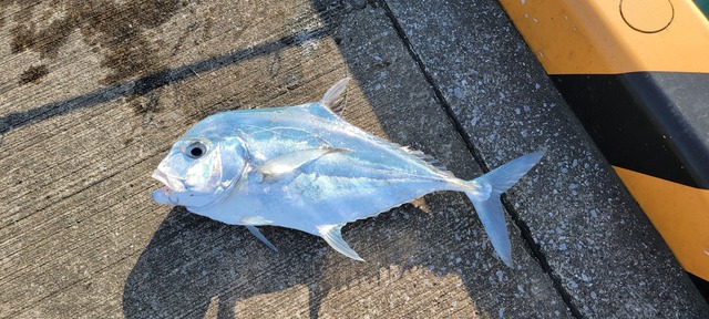 【画像】ルアー釣り始めて2ヶ月やけど大物釣れた！ | 【画像】ルアー釣り始めて2ヶ月やけど大物釣れた！ | 【画像】ルアー釣り始めて2ヶ月やけど大物釣れた！ | 【画像】ルアー釣り始めて2ヶ月やけど大物釣れた！ | 【画像】ルアー釣り始めて2ヶ月やけど大物釣れた！ | 【画像】ルアー釣り始めて2ヶ月やけど大物釣れた！ | 【画像】ルアー釣り始めて2ヶ月やけど大物釣れた！ | 【画像】ルアー釣り始めて2ヶ月やけど大物釣れた！ | 【画像】ルアー釣り始めて2ヶ月やけど大物釣れた！ | やっちまった速報(画像05010427545491_9)