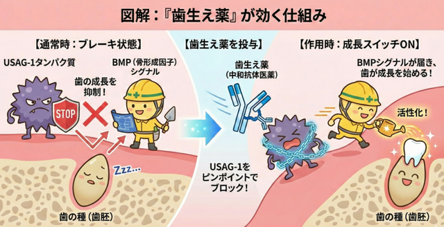 全人類待望の歯生え薬、ガチで実現間近ｗｗｗ | 全人類待望の歯生え薬、ガチで実現間近ｗｗｗ | やっちまった速報(画像06090420407641_2)