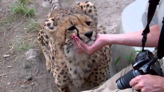 【画像】ツシマヤマネコ絶滅寸前wwwwwwwww | 【画像】ツシマヤマネコ絶滅寸前wwwwwwwww | 【画像】ツシマヤマネコ絶滅寸前wwwwwwwww | 【画像】ツシマヤマネコ絶滅寸前wwwwwwwww | 【画像】ツシマヤマネコ絶滅寸前wwwwwwwww | 【画像】ツシマヤマネコ絶滅寸前wwwwwwwww | 【画像】ツシマヤマネコ絶滅寸前wwwwwwwww | 【画像】ツシマヤマネコ絶滅寸前wwwwwwwww | 【画像】ツシマヤマネコ絶滅寸前wwwwwwwww | 【画像】ツシマヤマネコ絶滅寸前wwwwwwwww | 【画像】ツシマヤマネコ絶滅寸前wwwwwwwww | 【画像】ツシマヤマネコ絶滅寸前wwwwwwwww | 【画像】ツシマヤマネコ絶滅寸前wwwwwwwww | 【画像】ツシマヤマネコ絶滅寸前wwwwwwwww | 【画像】ツシマヤマネコ絶滅寸前wwwwwwwww | 【画像】ツシマヤマネコ絶滅寸前wwwwwwwww | 【画像】ツシマヤマネコ絶滅寸前wwwwwwwww | 【画像】ツシマヤマネコ絶滅寸前wwwwwwwww | 【画像】ツシマヤマネコ絶滅寸前wwwwwwwww | 【画像】ツシマヤマネコ絶滅寸前wwwwwwwww | 【画像】ツシマヤマネコ絶滅寸前wwwwwwwww | 【画像】ツシマヤマネコ絶滅寸前wwwwwwwww | 【画像】ツシマヤマネコ絶滅寸前wwwwwwwww | やっちまった速報(画像08044435196774_23)