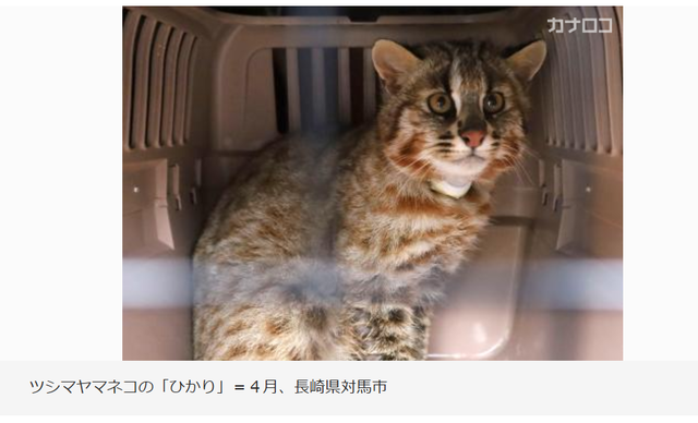 【画像】ツシマヤマネコ絶滅寸前wwwwwwwww | 【画像】ツシマヤマネコ絶滅寸前wwwwwwwww | 【画像】ツシマヤマネコ絶滅寸前wwwwwwwww | 【画像】ツシマヤマネコ絶滅寸前wwwwwwwww | 【画像】ツシマヤマネコ絶滅寸前wwwwwwwww | 【画像】ツシマヤマネコ絶滅寸前wwwwwwwww | 【画像】ツシマヤマネコ絶滅寸前wwwwwwwww | 【画像】ツシマヤマネコ絶滅寸前wwwwwwwww | 【画像】ツシマヤマネコ絶滅寸前wwwwwwwww | 【画像】ツシマヤマネコ絶滅寸前wwwwwwwww | 【画像】ツシマヤマネコ絶滅寸前wwwwwwwww | 【画像】ツシマヤマネコ絶滅寸前wwwwwwwww | 【画像】ツシマヤマネコ絶滅寸前wwwwwwwww | 【画像】ツシマヤマネコ絶滅寸前wwwwwwwww | 【画像】ツシマヤマネコ絶滅寸前wwwwwwwww | 【画像】ツシマヤマネコ絶滅寸前wwwwwwwww | 【画像】ツシマヤマネコ絶滅寸前wwwwwwwww | 【画像】ツシマヤマネコ絶滅寸前wwwwwwwww | 【画像】ツシマヤマネコ絶滅寸前wwwwwwwww | 【画像】ツシマヤマネコ絶滅寸前wwwwwwwww | 【画像】ツシマヤマネコ絶滅寸前wwwwwwwww | 【画像】ツシマヤマネコ絶滅寸前wwwwwwwww | 【画像】ツシマヤマネコ絶滅寸前wwwwwwwww | 【画像】ツシマヤマネコ絶滅寸前wwwwwwwww | 【画像】ツシマヤマネコ絶滅寸前wwwwwwwww | 【画像】ツシマヤマネコ絶滅寸前wwwwwwwww | 【画像】ツシマヤマネコ絶滅寸前wwwwwwwww | やっちまった速報(画像08044436567948_27)