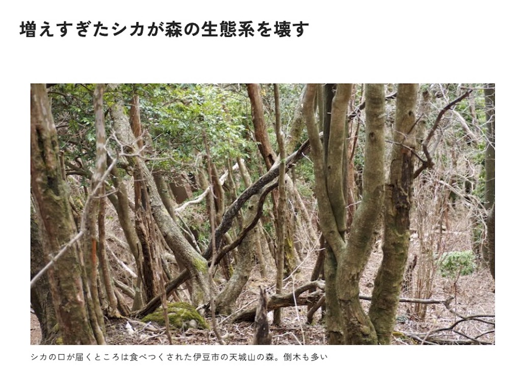 【悲報】日本政府が屋外の猫を「害獣」指定!野良猫さん絶滅へ | 【悲報】日本政府が屋外の猫を「害獣」指定!野良猫さん絶滅へ | やっちまった速報(画像08114447952131_2) 【悲報】日本政府が屋外の猫を「害獣」指定!野良猫さん絶滅へ | 【悲報】日本政府が屋外の猫を「害獣」指定!野良猫さん絶滅へ | やっちまった速報(画像08114447952131_2)