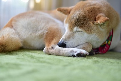 【悲報】韓国のおサナ、タイのネコ達とレスバ開始ｗｗｗｗｗ
 | やっちまった速報(最新記事1)