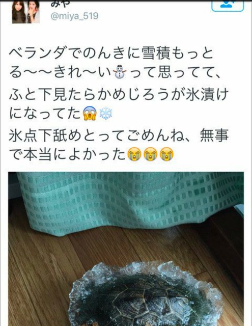 【悲報】ヤマト運輸さん、要冷蔵で送ったカブト虫を冷凍で届け殺してしまうwwwwwwwwwwwwwwwwwwwww | 【悲報】ヤマト運輸さん、要冷蔵で送ったカブト虫を冷凍で届け殺してしまうwwwwwwwwwwwwwwwwwwwww | 【悲報】ヤマト運輸さん、要冷蔵で送ったカブト虫を冷凍で届け殺してしまうwwwwwwwwwwwwwwwwwwwww | 【悲報】ヤマト運輸さん、要冷蔵で送ったカブト虫を冷凍で届け殺してしまうwwwwwwwwwwwwwwwwwwwww | 【悲報】ヤマト運輸さん、要冷蔵で送ったカブト虫を冷凍で届け殺してしまうwwwwwwwwwwwwwwwwwwwww | 【悲報】ヤマト運輸さん、要冷蔵で送ったカブト虫を冷凍で届け殺してしまうwwwwwwwwwwwwwwwwwwwww | やっちまった速報(30035533093548_6)