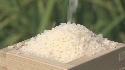 【悲報】米卸、米価格の下落に危機感「年末には5キロ2000円を切ってしまうのでは」 | やっちまった速報(02161558605897_1)