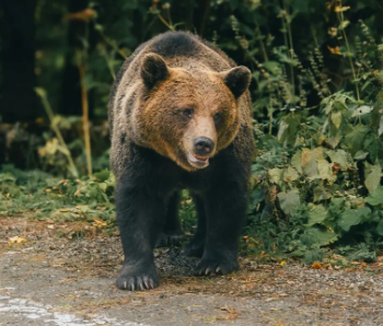 東京民さん、クマに上半身を食われた状態で発見されてしまう... | やっちまった速報(画像21045811227342_1) 東京民さん、クマに上半身を食われた状態で発見されてしまう... | やっちまった速報(画像21045811227342_1)