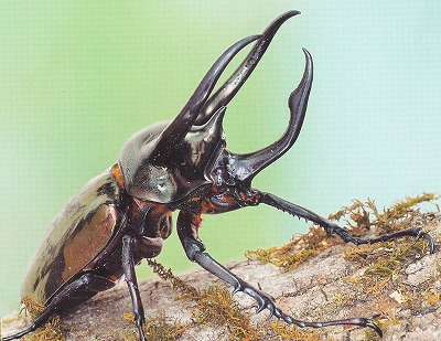 【悲報】ヤマト運輸さん、要冷蔵で送ったカブト虫を冷凍で届け殺してしまうwwwwwwwwwwwwwwwwwwwww | やっちまった速報(30035530991516_1) 【悲報】ヤマト運輸さん、要冷蔵で送ったカブト虫を冷凍で届け殺してしまうwwwwwwwwwwwwwwwwwwwww | やっちまった速報(30035530991516_1)