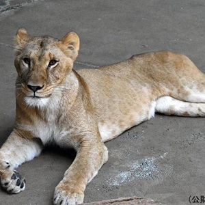【悲報】多摩動物公園のライオン、猛暑で逝く | やっちまった速報(04130321015605_1) 【悲報】多摩動物公園のライオン、猛暑で逝く | やっちまった速報(04130321015605_1)